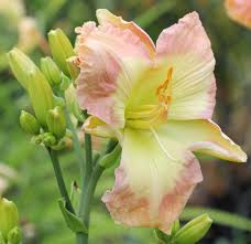 Aka hemerocallis 'children's festival', hemerocallis x 'children's festival', children's festival daylily. Fairyscape Daylilies 2021 List H To Ni
