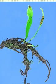 Image result for Loxogramme