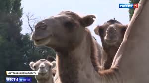 All our images are handpicked by us in order to ensure highest quality. Runaway Camels Cause Russian Mayhem Bbc News