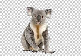 Koala Australia Stock Photography Istock Male Png Animals Australia Computer Icons Cuteness Fauna Koala Kangaroo Stuffed Animal Polar Bear Dogs