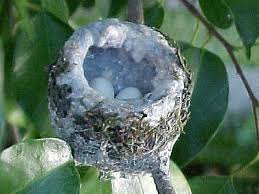 Hummingbirds Net Hummingbird Nests Hummingbird Garden Animal Magic