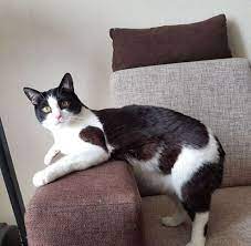 Like Many Cats Pusic Was Rescued As A Stray Kitten Off The Streets Of Belarus Four Years Ago That S When Cat Illnesses Animal Shelter Animal Shelters Near Me
