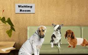 Free printable get well soon cards. Dog Get Well Cards Sloppy Kiss Cards