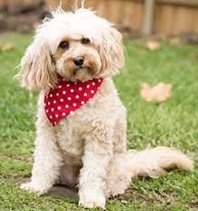 We understand not every family is looking for a 60lb lap dog. Cavapoo Information Dog Breed Facts Dogell Com