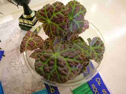 Image result for Begonia poculifera