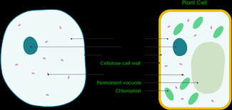 Maybe you would like to learn more about one of these? Animal And Plant Cell Diagram For Kids Clipart Full Size Clipart 2254452 Pinclipart