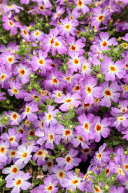 Image result for Jamesbrittenia integerrima