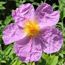 Image result for Cissus faucicola