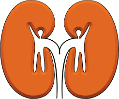 Resultat d'imatges de malaltia renal cronica