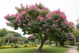 Image result for Lagerstroemia speciosa