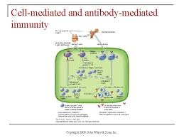 Chapter 22 The Lymphatic System And Immunity Copyright