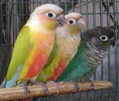 Cinnamon Turquoise Green Cheek Conure Austria Spa Hotel Luxury