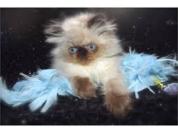Qr code link to this post. Persian Himalayan Kittens Pets Los Angeles Ca Recycler Com