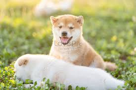 Repost of @monkishiba learning more tricks! Cute Shiba Inu Baby And Mother In The Sunset Photo Image Picture Free Download 501658445 Lovepik Com