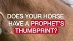 Show us your horse’s Prophet’s Thumbprint 🐴 #purinafed ...