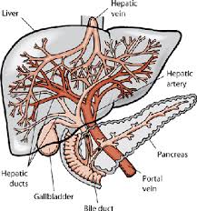 If up to 50 to 60 percent of the liver cells. Disorders Of The Liver And Gallbladder In Dogs Dog Owners Veterinary Manual