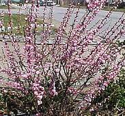 Flowering almond bush near me. Midwest Gardening Best Performing Shrubs