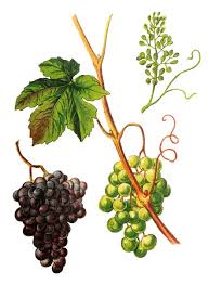 Image result for Vitis vinifera