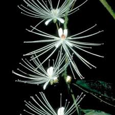 Image result for Capparis fascicularis