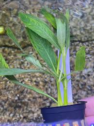Image result for Hygrophila uliginosa