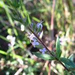 Image result for Otiophora