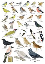 British Garden Birds Identification A5 Card Postcard Art Print Bird Poster Bird Garden Bird Identification