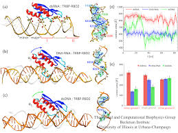 Reoviridae, birnaviridae, totiviridae, partitiviridae, hypoviridae, and cystoviridae. Double Stranded Rna Recognition In Gene Silencing Pathway