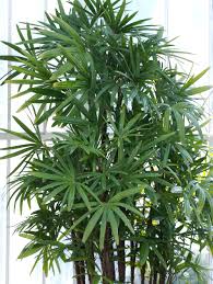 Areca palm tree varieties the areca palm, scientifically named dypsis lutescens, is the most popular palm sold as a houseplant, as it is relatively inexpensive and easy to grow. Indoor Palm Trees Types How To Grow Them Install It Direct