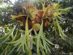 Image result for parožnatka Platycerium