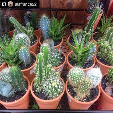Only pot bound plants need a larger pot. Trader Joe S Insider Succulents Summer Plant Traderjoes