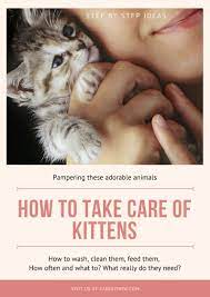 How To Take Care Of Orphan Newborn Kittens How To Feed And Clean These Adorable Animals Kitty Care Newborn Kittens Kittens Kitten Care