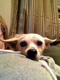 Second Chance Animal Rescue Second Chance Animal Rescue Pet Adoption Animals