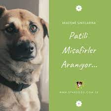 egitimciler akademisi siniflarimizda kopekleriyle birlikte misafirimiz olmak egitmen adaylarimizla ucretsiz calisma yapmak iste kopek egitimi kopek istanbul