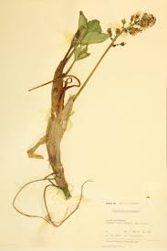 Image result for Menyanthaceae