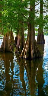 We did not find results for: Louisiana Panorama Cypress Trees In Lake Providence For Sale Cypress Trees Tree Weird Trees