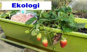 Ini adalah kerana kemusnahan alam sekitar melalui pencemaran serta perubahan dalam ekologi yang disebabkan oleh kekuatan semula jadi. Pengertian Ekologi Ruang Lingkup Jenis Manfaat Dan Contohnya Guru Sains