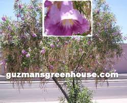 Check spelling or type a new query. Desert Willow Tree Drought Tolerant Tree Guzmansgreenhouse Com