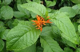 Cancerina Para Que Sirve Y Como Se Prepara Muicle Para Que Sirve Preparacion Contraindicaciones Lifeder