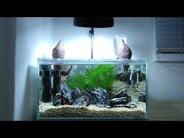 6 Sweet Potato Betta Tank Setup No Filter No Co2 No Ferts 4 5 Gallon Nano Aquarium Youtube Betta Fish Tank Betta Tank Glass Fish Tanks