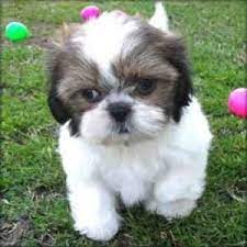 Shih tzu puppies rescue virginia. Shih Tzu Puppies For Sale Virginia Beach Va 92385