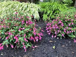 Photo Of Hardy Fuchsia Fuchsia Son Of Thumb Uploaded By Angievanisld Plants Backyard Projects Fuchsia
