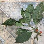 Image result for Discopodium penninervium