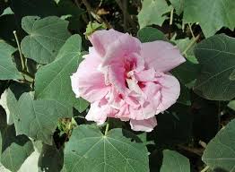 Image result for Hibiscus mutatus