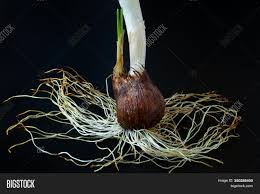 We did not find results for: Crocus Sativus Corm Image Photo Free Trial Bigstock