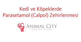 kedi ve kopeklerde animal city veteriner klinigi facebook