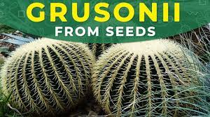 There are many ways to cactus seeds germinate fine using the above method. How To Grow Echinocactus Grusonii From Seeds Barrel Cactus Propagation Youtube