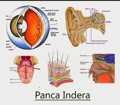 We did not find results for: Panca Indera Pengertian 6 Jenis Bagian Dan Fungsinya