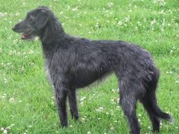 Lurchers For Beginners 5 Its Just Not Fur