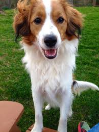 Hij lokt eenden in een val (de. 8 Month Old Kooikerhondje Saying Hi Fluffy Puppies Puppies Dogs And Puppies