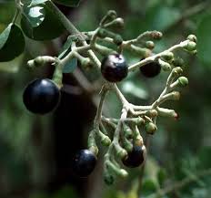 Image result for Jasminum fluminense